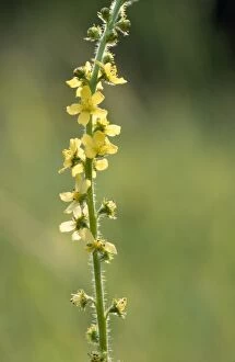 Images Dated 3rd April 2007: Common Agrimony