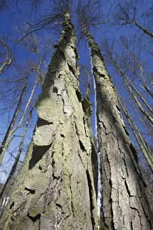 From Below Prints: Common Alder Tree - two old stems showing rugged bark in winter - Lower Saxony - Germany