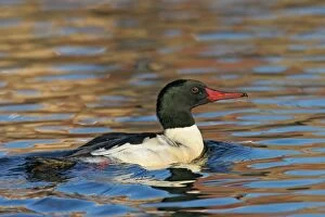 Images Dated 29th November 2004: Common / American Merganser - in Europe known as Goosander