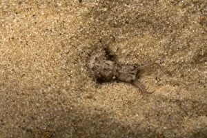 Common Antlion - Larva hiding itself in the sand