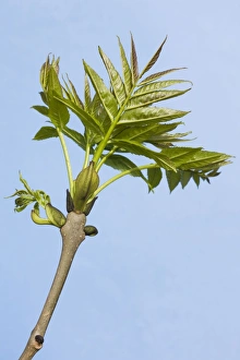Images Dated 17th April 2008: Common Ash - leaves