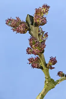 Ashes Prints: Common Ash Tree - bud