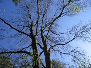 Common Ash Tree - First to lose its leaves in mixed woodland Common Ash Tree - First to lose its leaves in mixed woodland