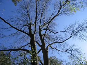 Ashes Prints: Common Ash Tree - First to lose its leaves in mixed woodland
