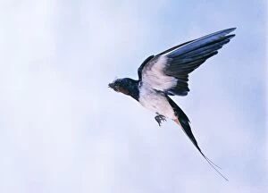 Common / Barn SWALLOW - in flight, with insect in mouth