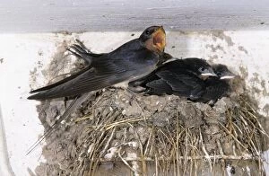 Common / Barn SWALLOW - Parent bird with young at nest
