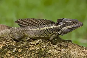 Basilisk Prints: Common Basilisk - tropical rainforest - capable of running across water - Costa Rica