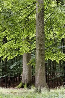 Images Dated 23rd July 2008: Common Beech forest - Belgium