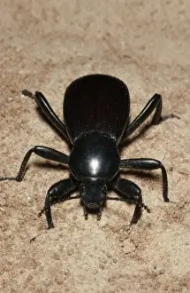 Beetle Prints: Common Black Ground Beetle Colorado, USA