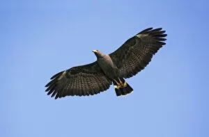 Common Black-Hawk. Adult in flight