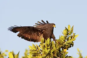 Common Black-Hawk. Adult. San Blas, Mexico in March