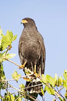 Common Black-Hawk. Adult. San Blas, Mexico in March