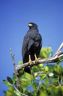 Common Black Hawk Mexico. Distribution: S. W. USA, N. W. Guyana, St Vincent & Bay Island, Honduras, Cuba, Isle of Pines