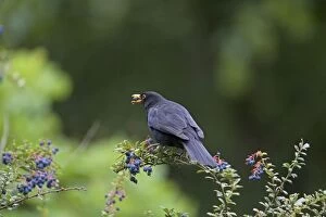 Images Dated 21st July 2011: Common Blackbird