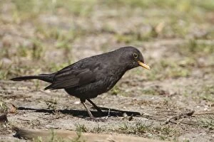 New Zealand Gallery: Common Blackbird
