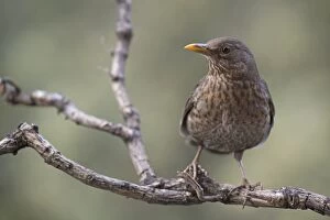 Blackbird Gallery: Common Blackbird female on branch