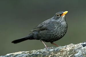Blackbird Gallery: Common Blackbird male