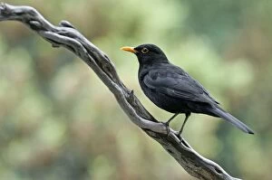 Blackbird Gallery: Common Blackbird male perched on branch