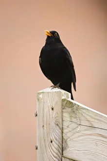 Favourite Prints: Common Blackbird Male singing from fencepost Cleveland, England, UK