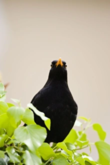 Common Blackbird - Male standing among ivy. Face-on view of both eyes Common Blackbird - Male standing among ivy. Face-on view of both eyes