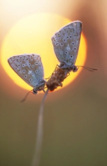Common Blue BUTTERFLIES - pair