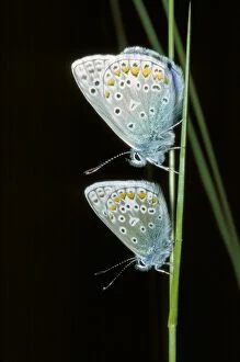 Blues Collection: Common Blue Butterfly