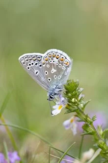 Common Blue Butterfly - on Eyebright flower