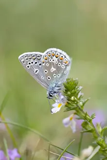 Moths And Butterflies Prints: Common Blue Butterfly - on Eyebright flower - UK