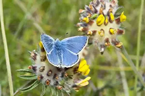 Blues Prints: Common Blue Butterfly - feeding on kidney vetch - North Uist - Outer Hebrides - Scotland