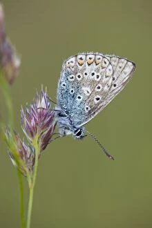 Blues Collection: Common Blue Butterfly - on grass - Cornwall - UK