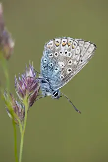 Invertebrate Prints: Common Blue Butterfly - on grass - Cornwall - UK