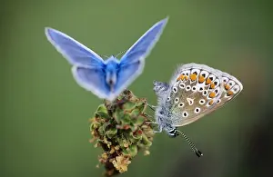 Blues Prints: Common Blue Butterfly - male & female