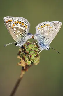Blues Prints: Common Blue Butterfly - male & female copulating
