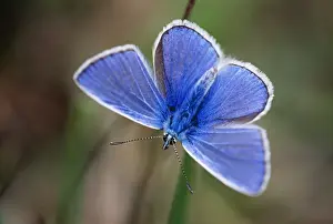 Blues Prints: Common Blue Butterfly - male resting