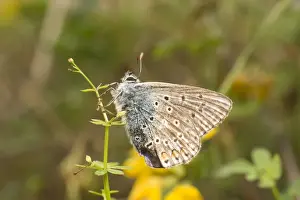 Blues Prints: Common Blue Butterfly. Male. UK
