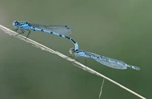 Common blue DAMSELFLIES - male and female mating