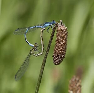 Images Dated 25th June 2013: Common Blue Damselflies male and female paired