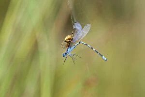 Images Dated 1st August 2013: Common Blue Damselfly - caught in web by Garden Spider