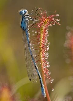 Images Dated 1st July 2006: Common blue damselfly / Common Bluet - caught on Great Sundew (Drosera anglica) leaf; Dorset. UK