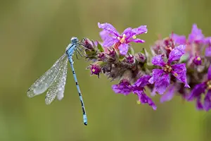 Damselflies Prints: Common Blue Damselfly - Cornwall - UK