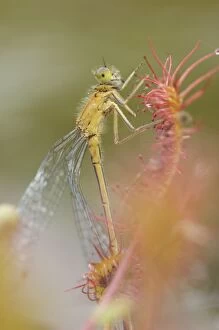 Images Dated 29th July 2011: Common Blue Damselfly - female caught by an English