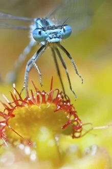 Images Dated 10th August 2011: Common Blue Damselfly - male caught by an English