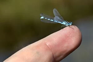 Common Blue Damselfly male on finger - UK (Enallagma