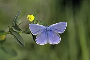 Images Dated 26th May 2009: Common Blue - feeding on Hop Trefoil (Trifolium campestre)