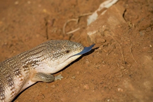 Images Dated 30th August 2006: Common Blue-tongue Also known as Kimberley Blue-tongue. One of the world's largest skinks