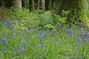 Images Dated 5th June 2007: Common Bluebells - dense polulation on forest clearing