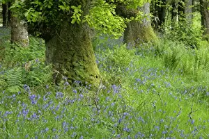 Common Bluebells dense population on forest clearing Highlands, Scotland, UK