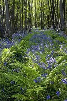 Blackdown Gallery: Common Bluebells flowering en mass - copse wood