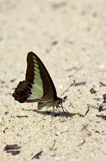 Common Bluebottle butterfly feeds on a damp sand