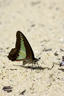 Bluebottles Prints: Common Bluebottle butterfly feeds on a damp sand sea-beach of Tioman Island